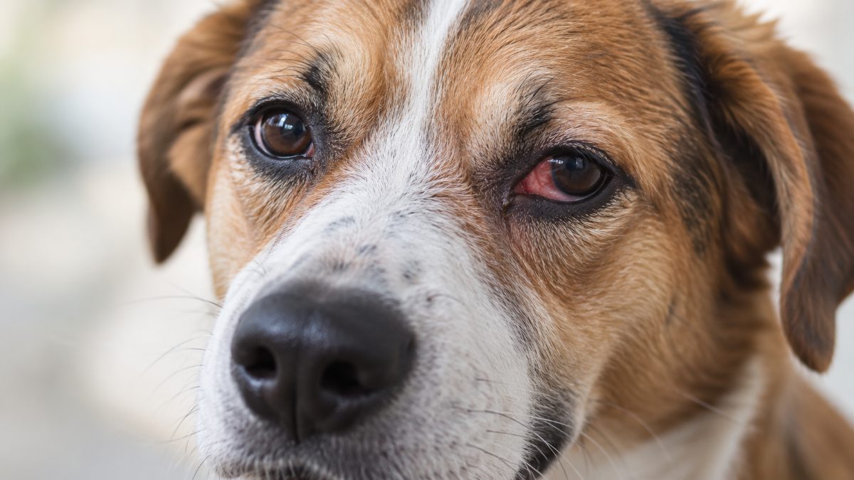 Olho do cachorro vermelho: o que pode ser e quando se preocupar