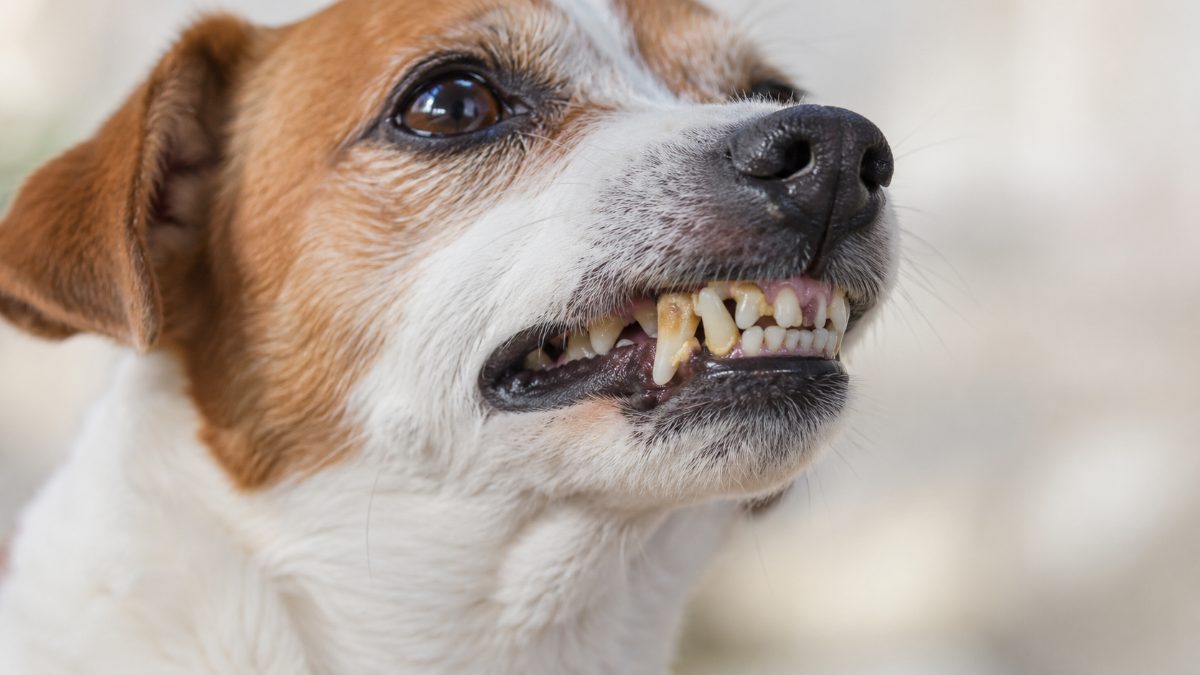 Limpeza de tártaro em cachorro: quanto custa e quando fazer