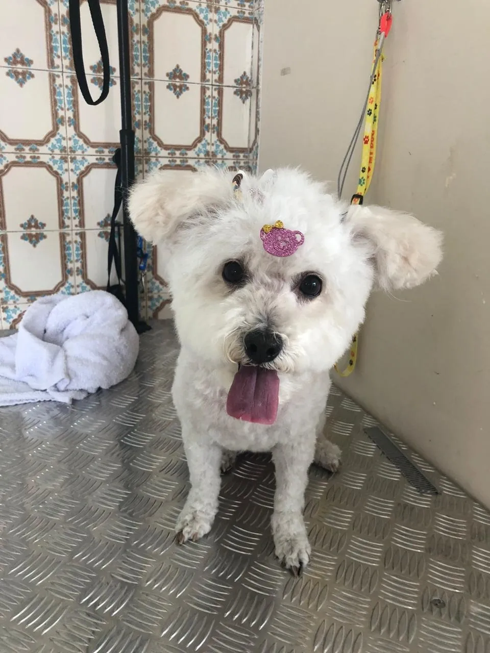 Cachorro branco de pelo encaracolado com laço na cabeça