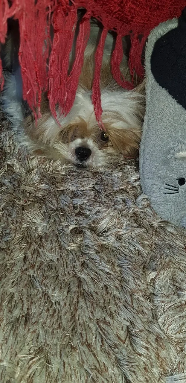 Cachorro pequeno de pelo claro deitado em tapete felpudo