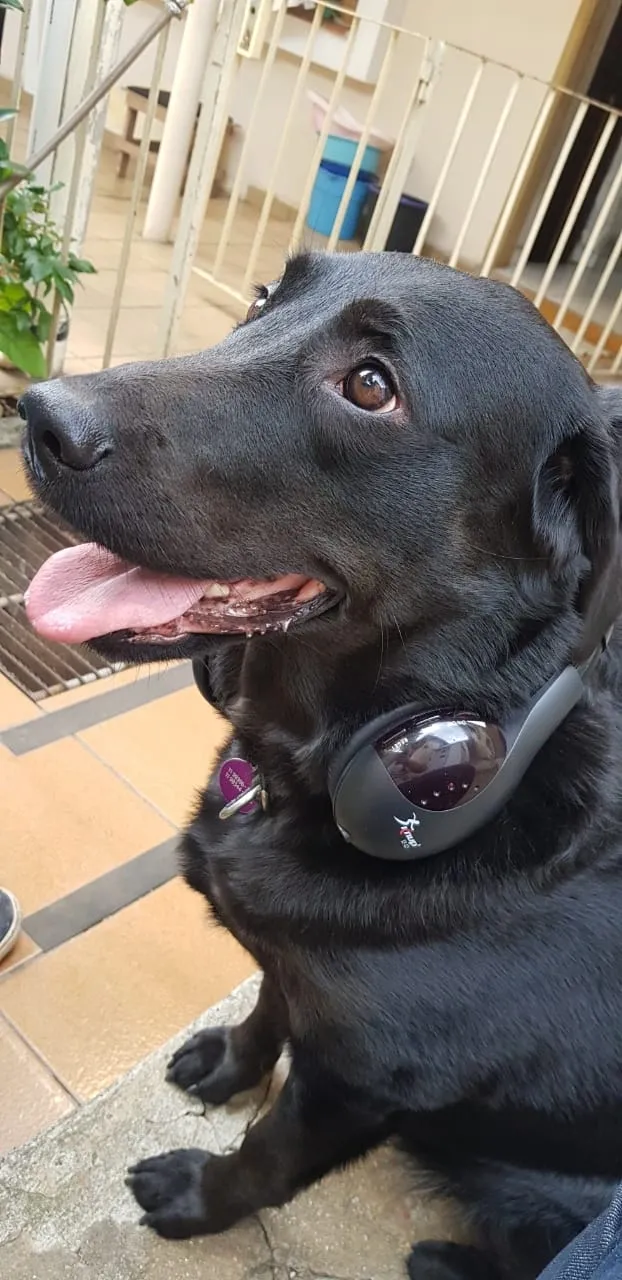 Cachorro preto deitado usando acessório