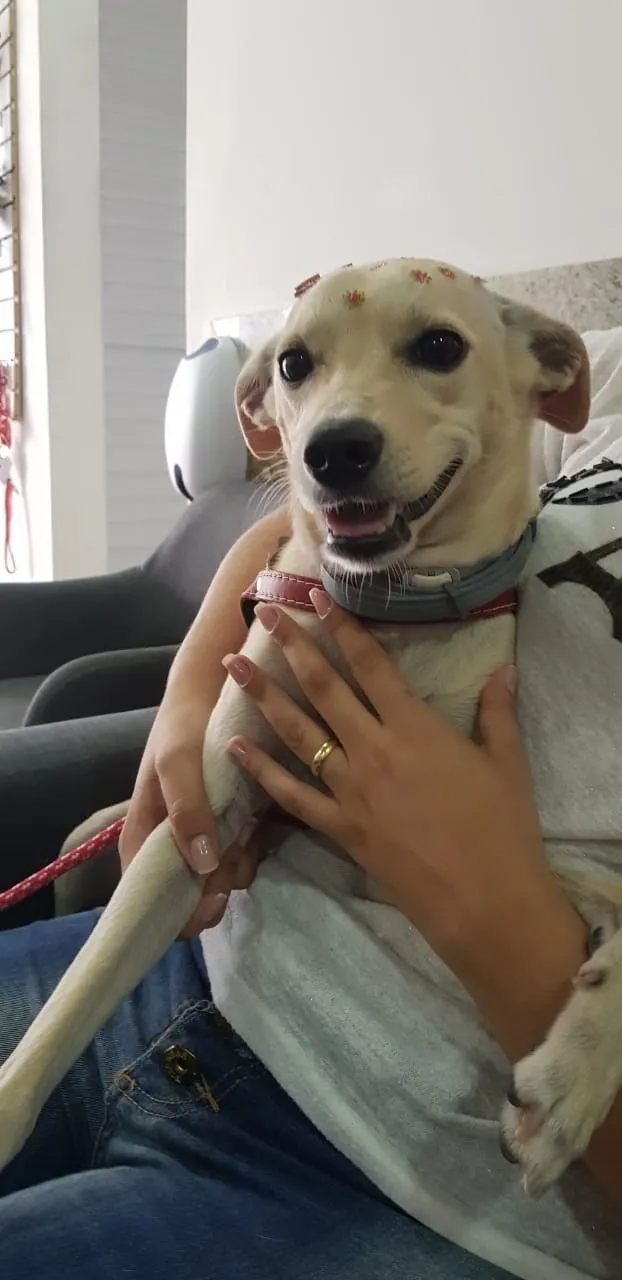 Tutora abraçando cachorro de pelo caramelo